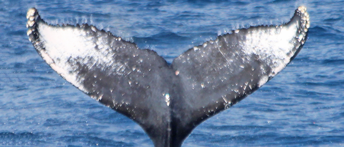Fluke of PWF-NP_1497