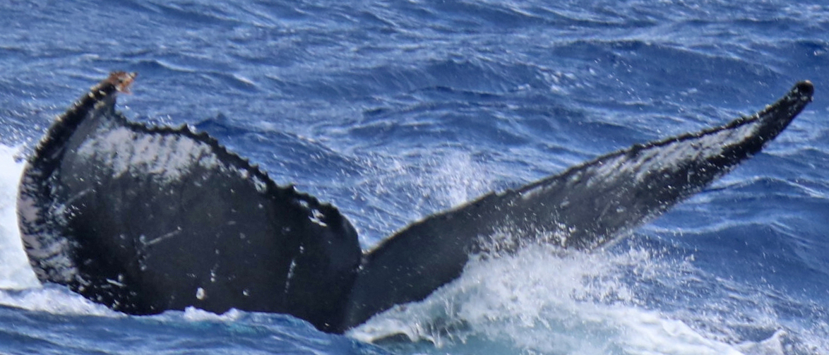 Fluke of PWF-NP_1514