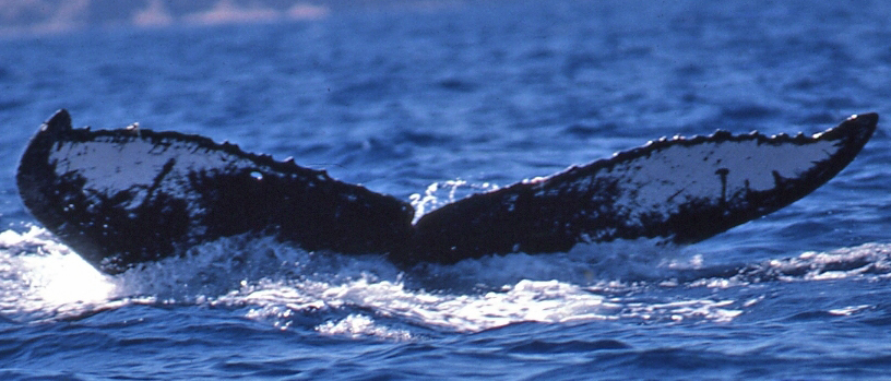 Fluke of PWF-NP_1538