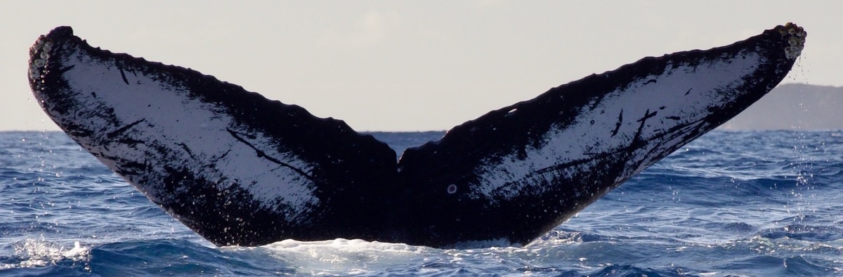 Fluke of PWF-NP_1551