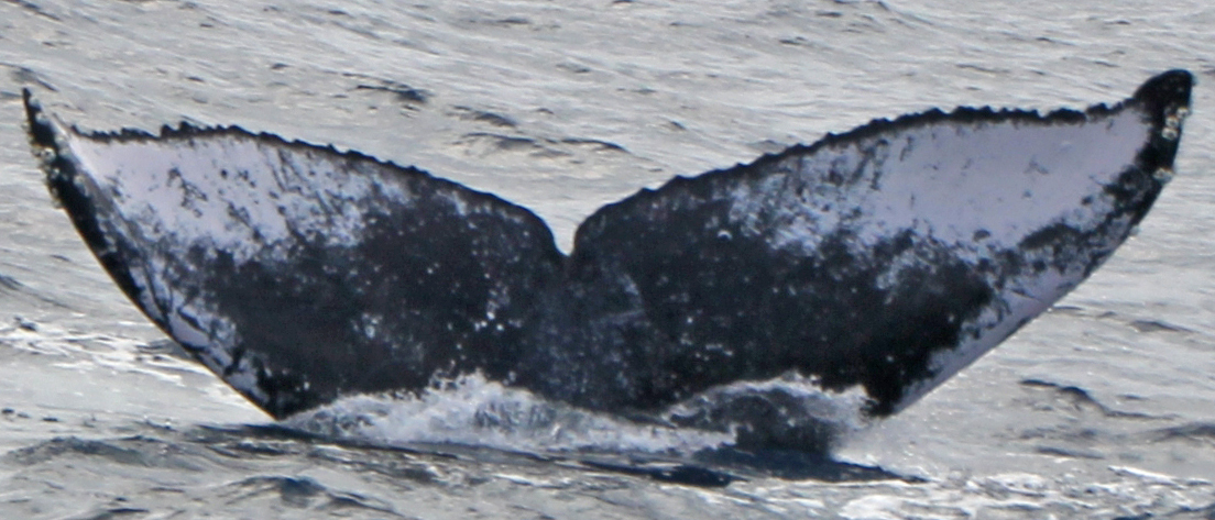 Fluke of PWF-NP_1512