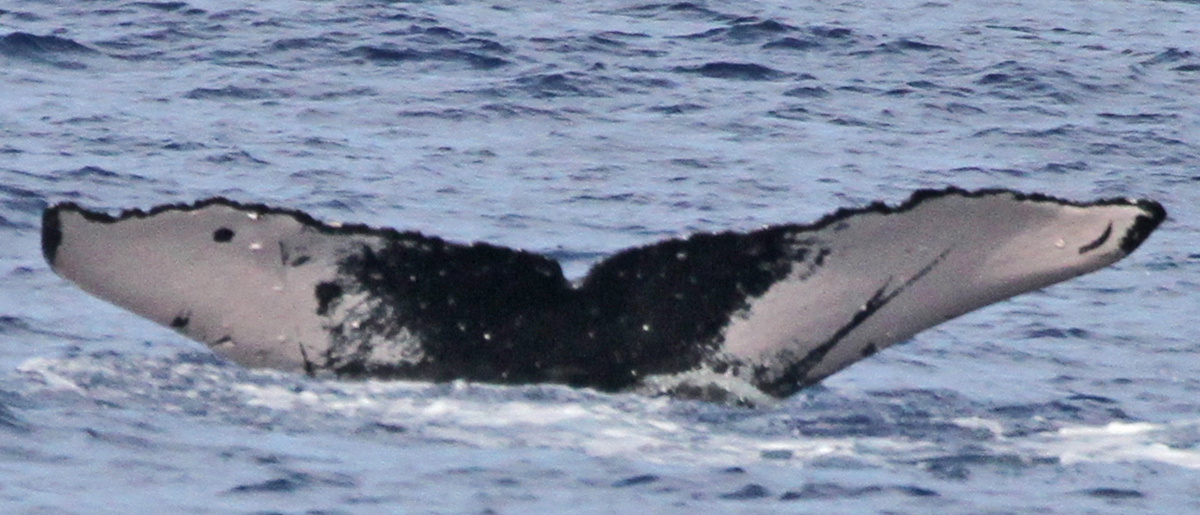 Fluke of PWF-NP_1508