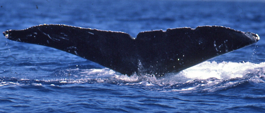 Fluke of Dominque (FS)