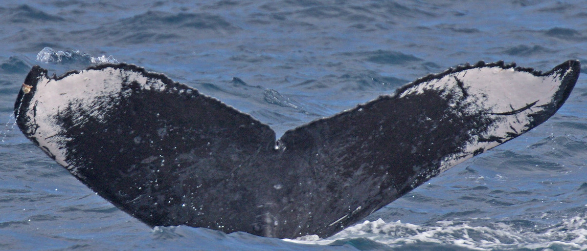 Fluke of PWF-NP_1506