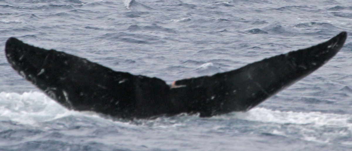 Fluke of PWF-NP_1624
