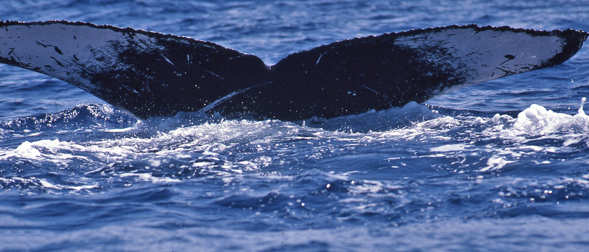 Fluke of Mazurka (FS)