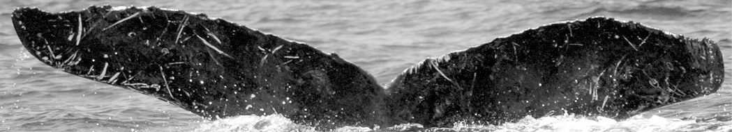 Fluke of PWF-NP_1568