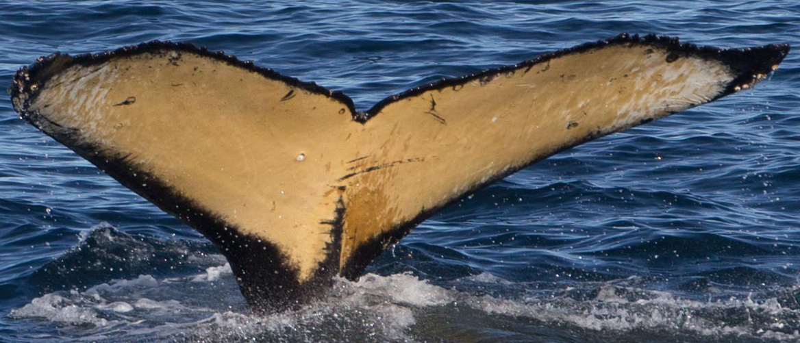 Fluke of AHWC-7473