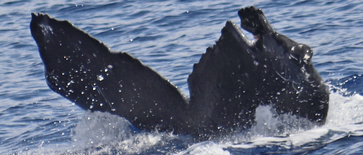 Fluke of BCX0393