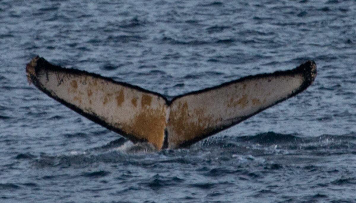 Fluke of AHWC-7474