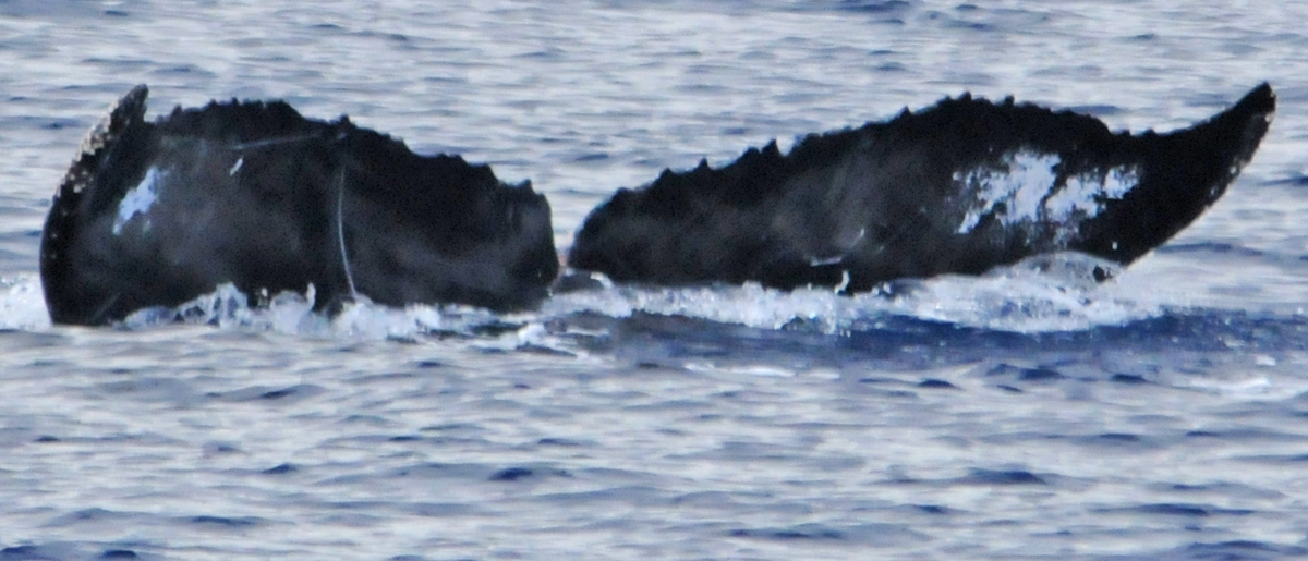 Fluke of PWF-NP_1610