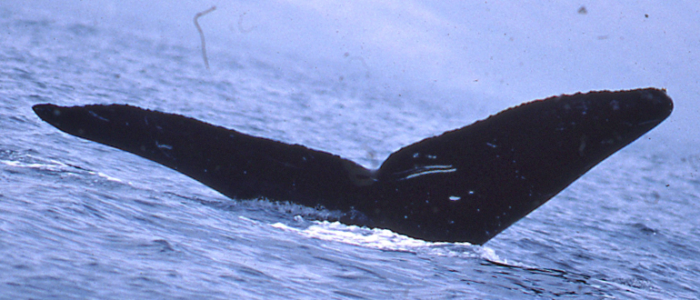 Fluke of Kalili (FS)