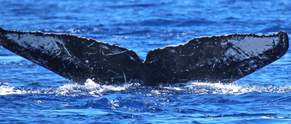 Fluke of PWF-NP_1623