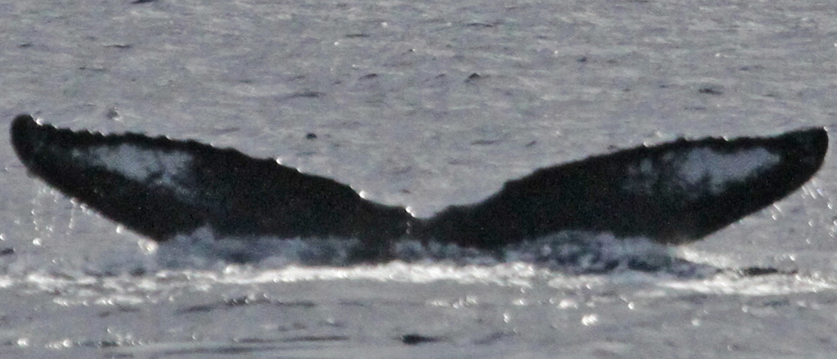 Fluke of PWF-NP_1559