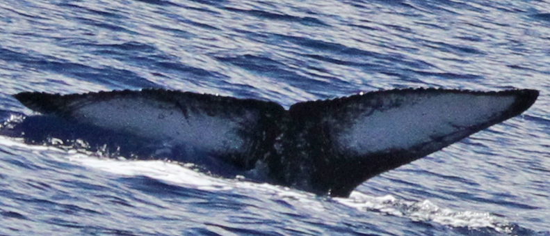 Fluke of PWF-NP_1588