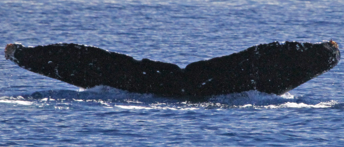 Fluke of PWF-NP_1569