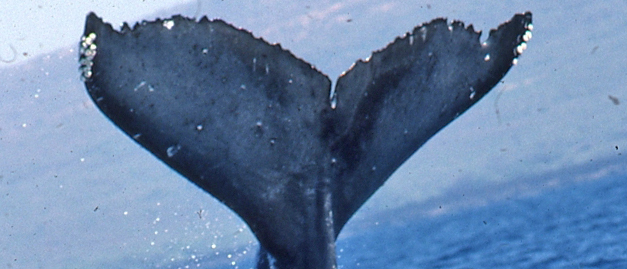 Fluke of CRC-13671