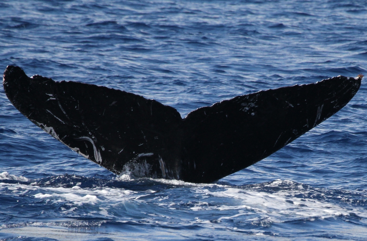 Fluke of BCX0852
