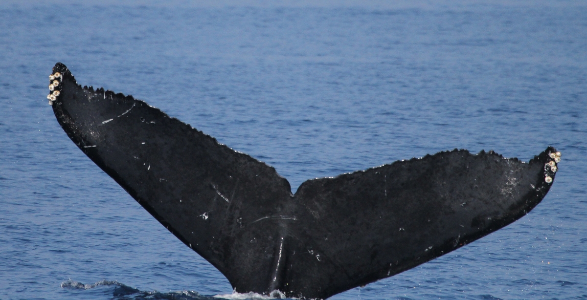 Fluke of CRC-18578