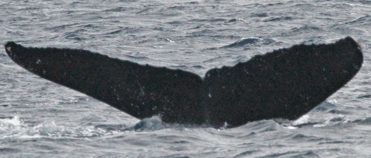 Fluke of PWF-NP_1672