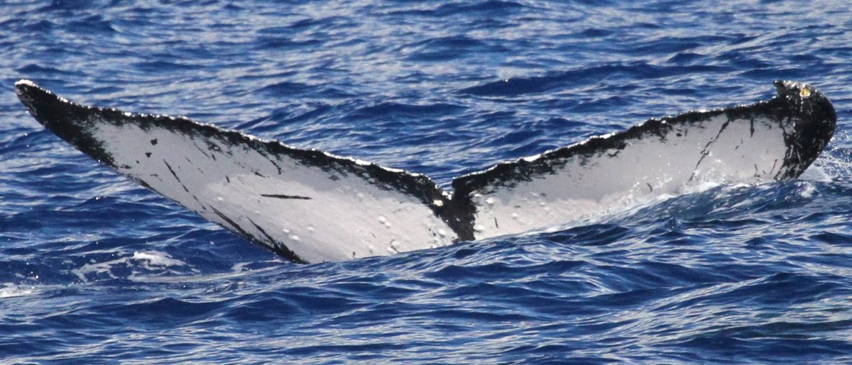 Fluke of Gilia aka Juan de Fuca (FS)