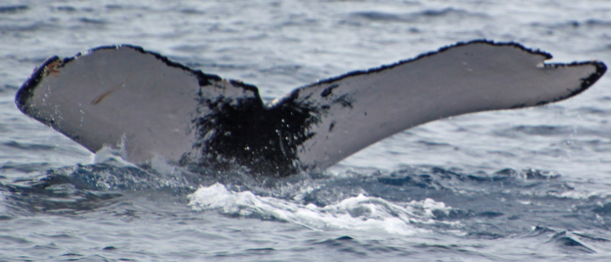 Fluke of PWF-NP_1682