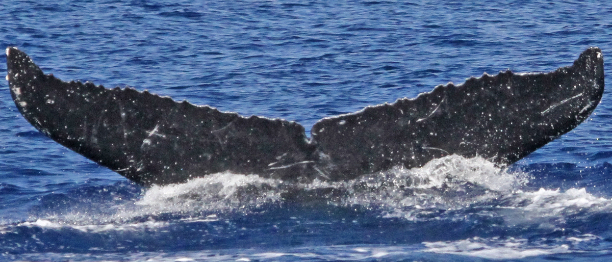 Fluke of PWF-NP_1667