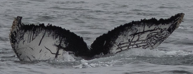 Fluke of Cash (California)