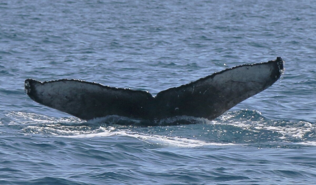Fluke of Noa (California (OS)