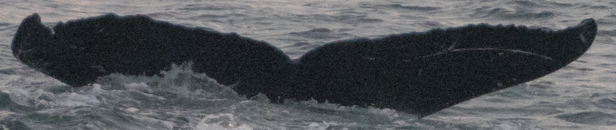 Fluke of SEAK-2251