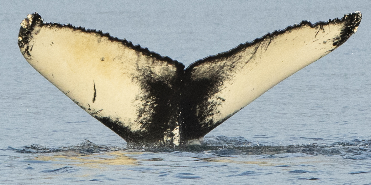 Fluke of HRC-MN233