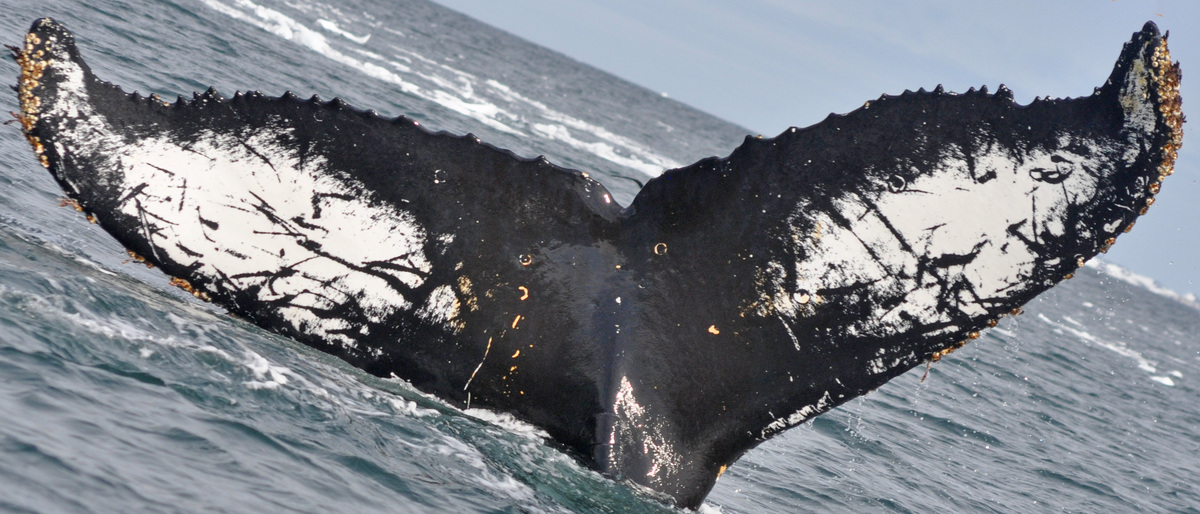 Fluke of BTBEL-Mn_02_158