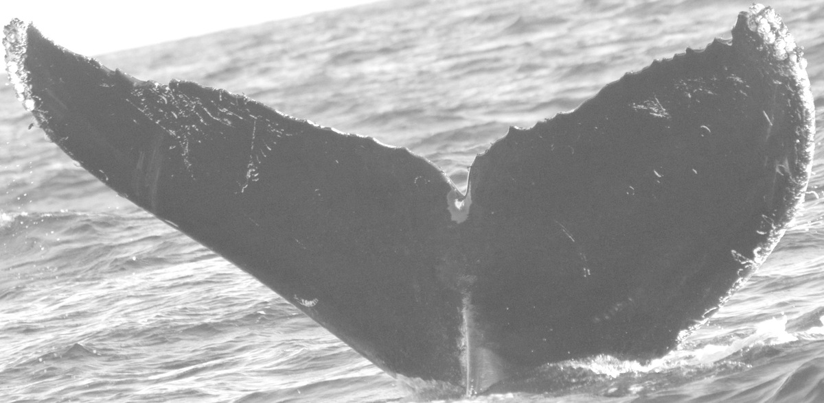 Fluke of CRC-10963