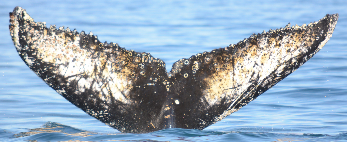 Fluke of BTBEL-Mn_02_175