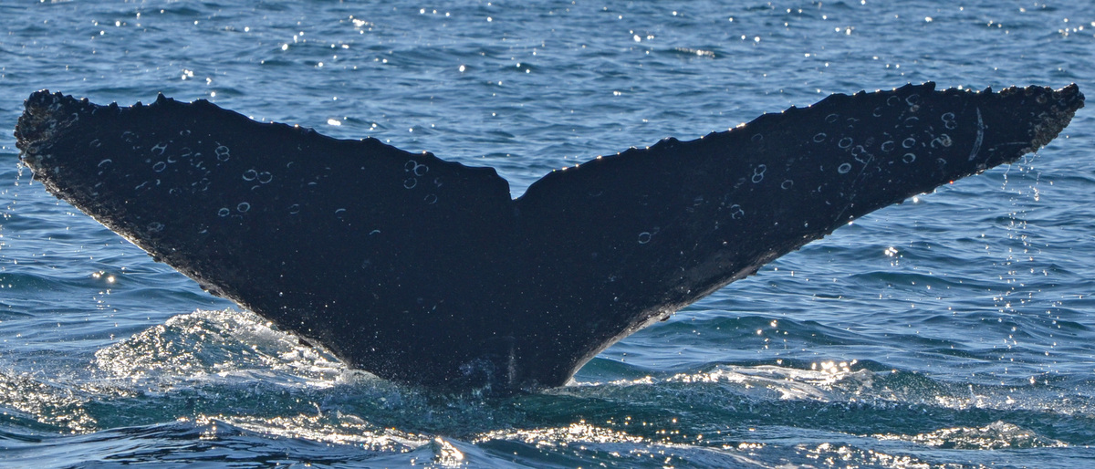 Fluke of BTBEL-Mn_03_037
