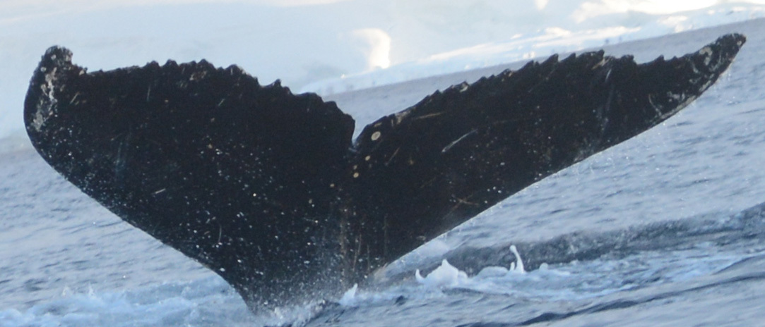Fluke of BTBEL-Mn_03_049