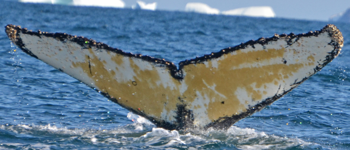 Fluke of BTBEL-Mn_1b_095
