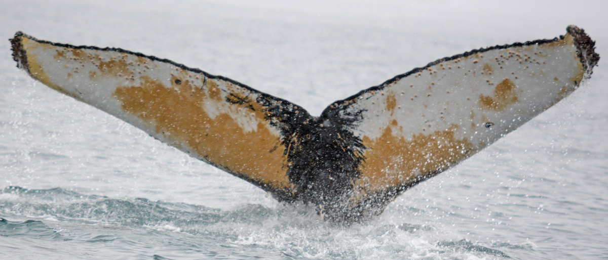 Fluke of BTBEL-Mn_1c_047