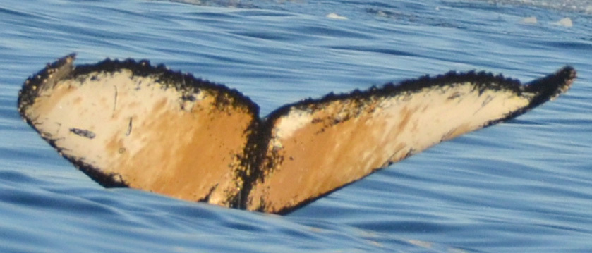 Fluke of BTBEL-Mn_1c_049