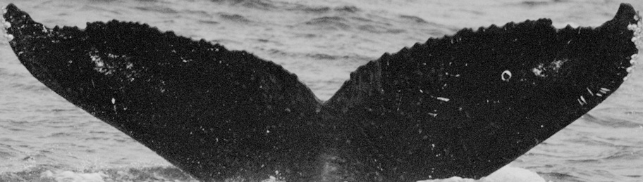 Fluke of SEAK-0573