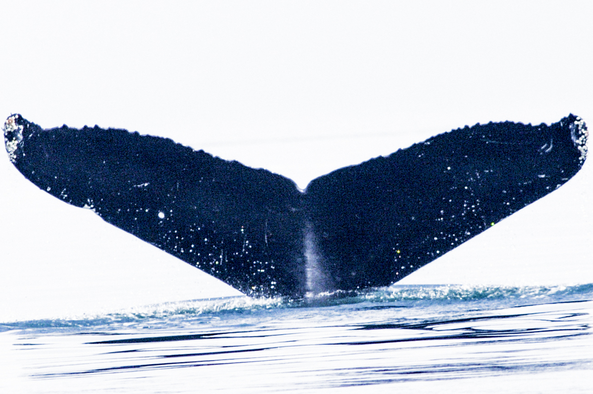 Fluke of SEAK-0353