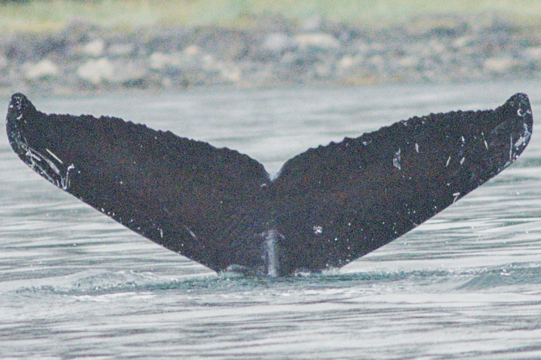 Fluke of The Dunnster (Alaska)