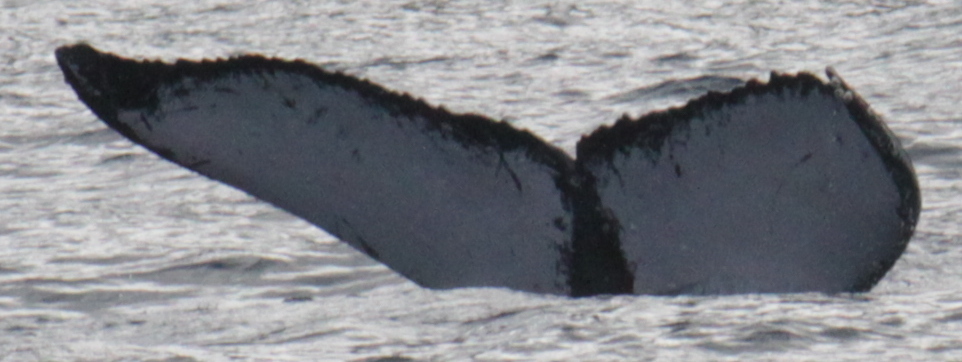 Fluke of Wook (SE Alaska)