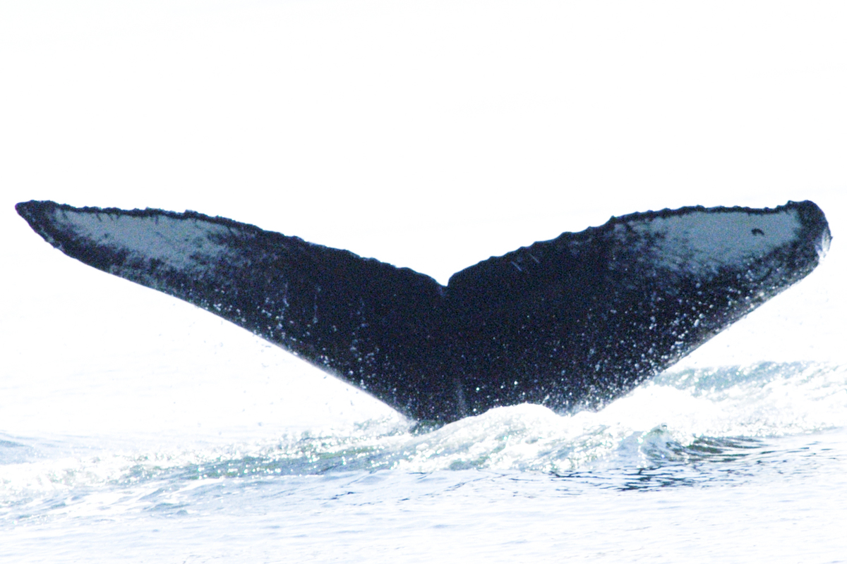Fluke of SEAK-1805