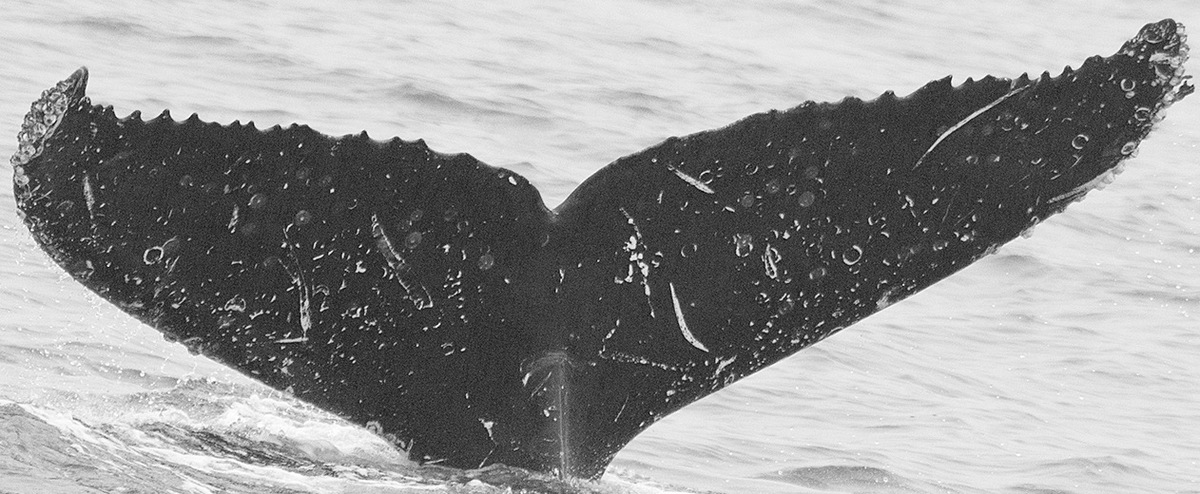 Fluke of Tamu (Sayulita)