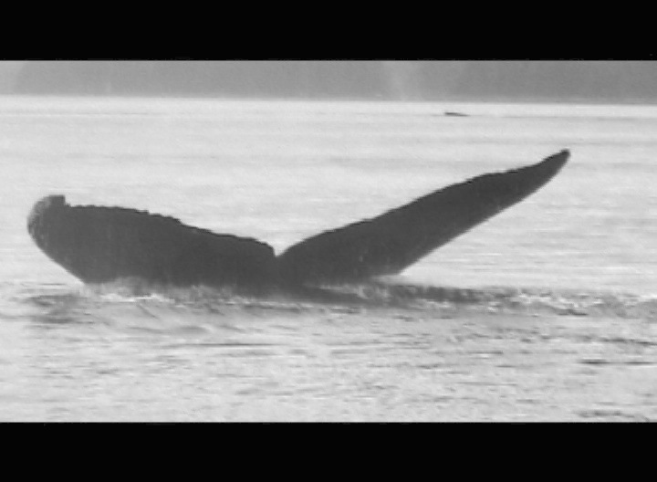 Fluke of Olowalu (FS)