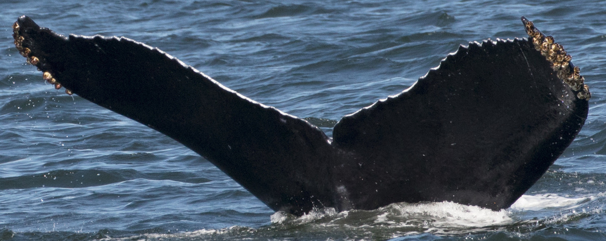 Fluke of CRC-10808