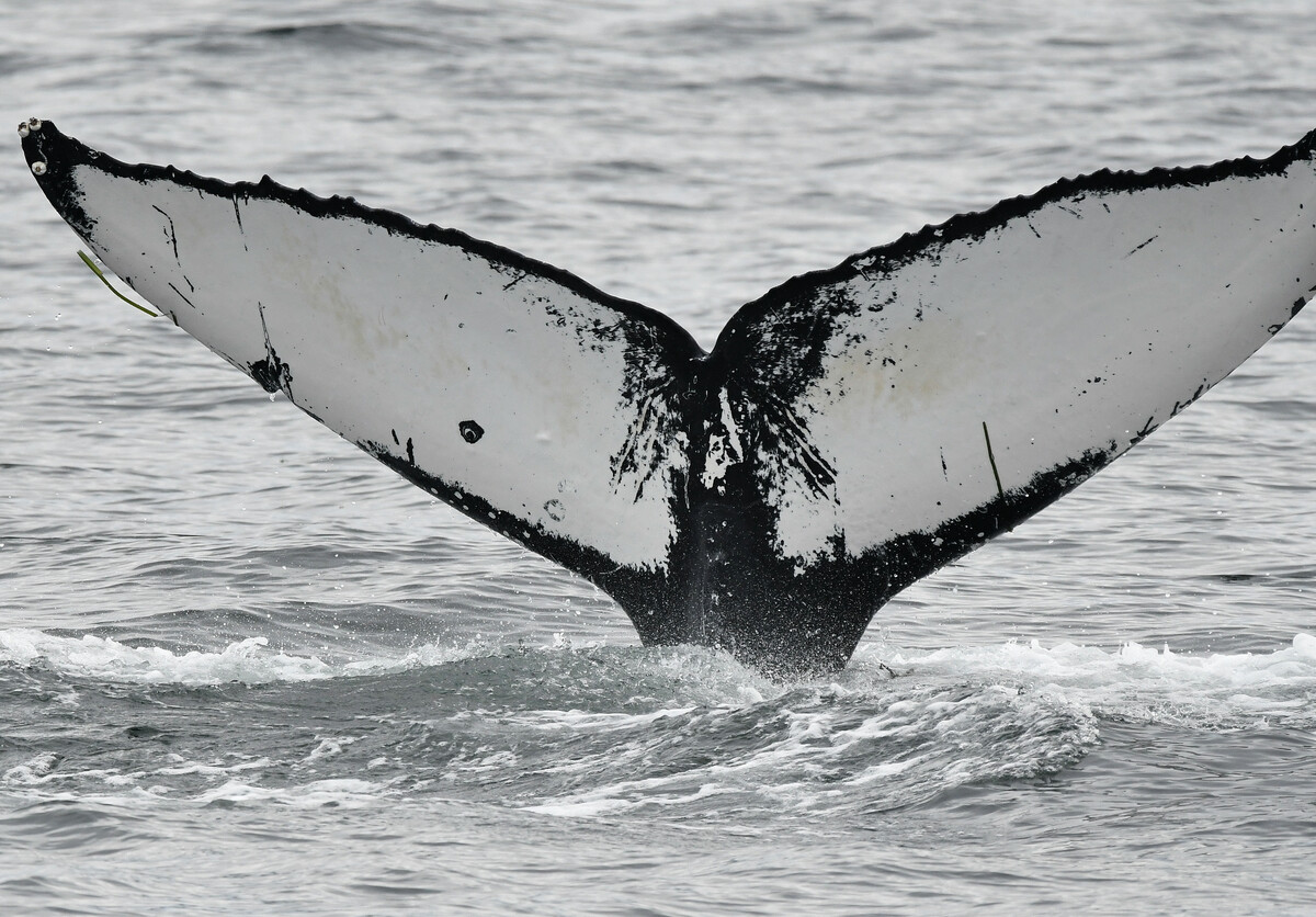 Fluke of Polyphemus (Salish Sea) - †
