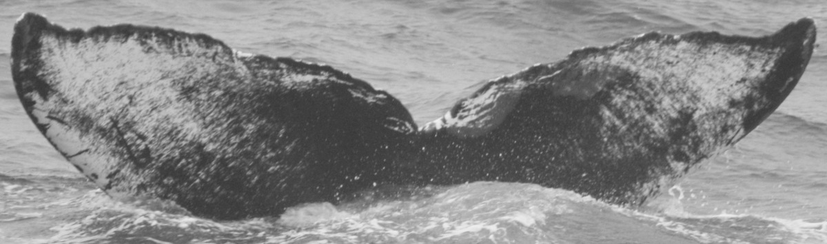 Fluke of CRC-10629