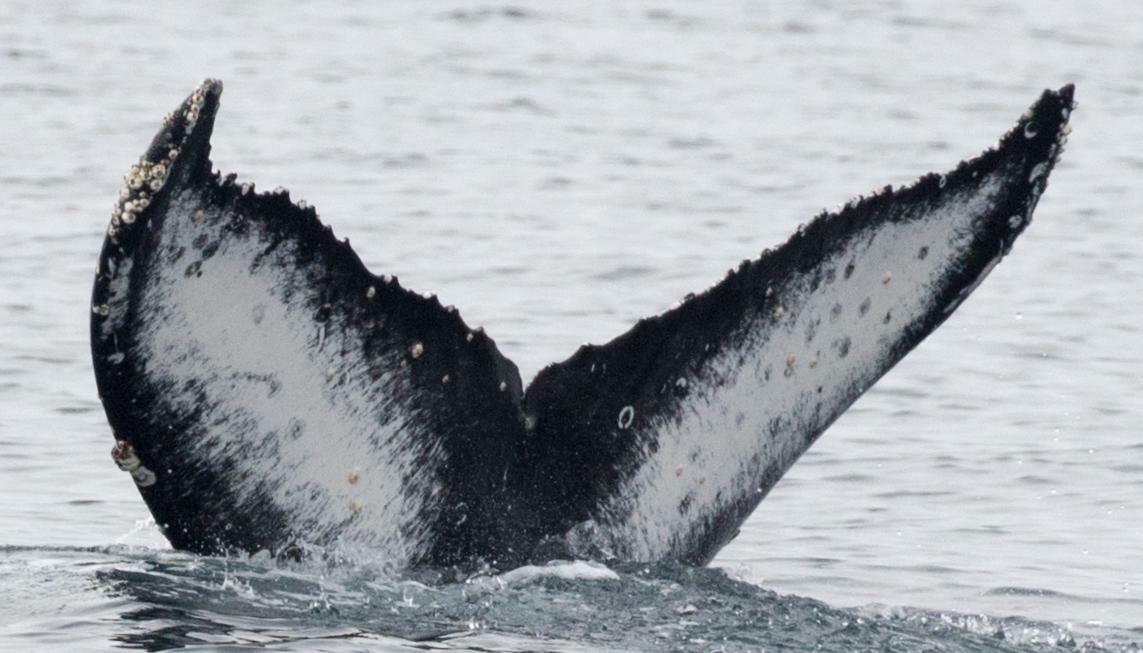 Fluke of CRC-17099